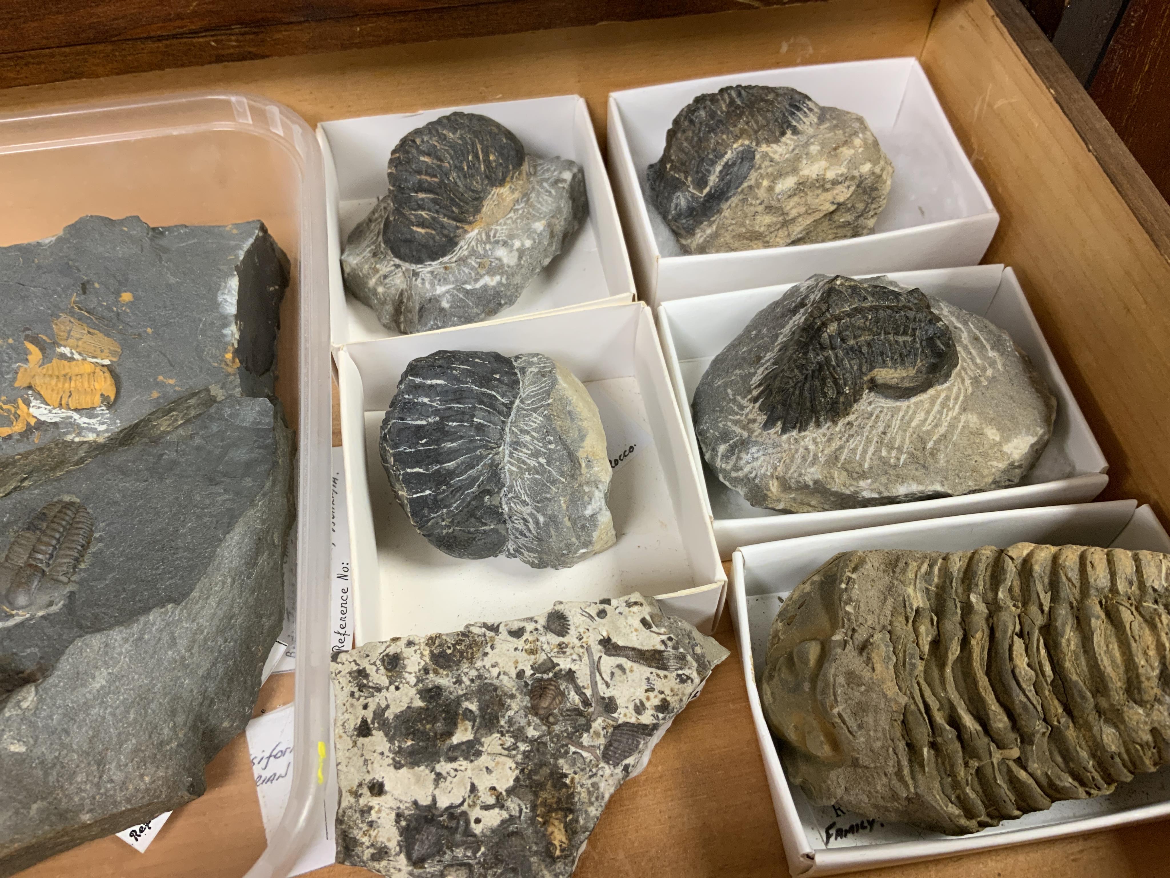 Fossil Trilobite interest; an early twentieth century six drawer pine collector’s cabinet of fossils, mainly Trilobite specimens on matrix (approx 35), etc. many specimens with labels, 47cm high, 38cm wide, 28cm deep